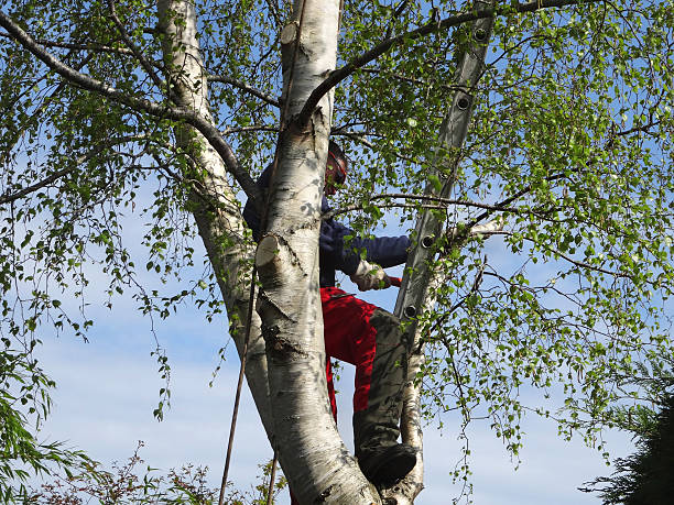 Best Tree Trimming and Pruning  in Pu, HI