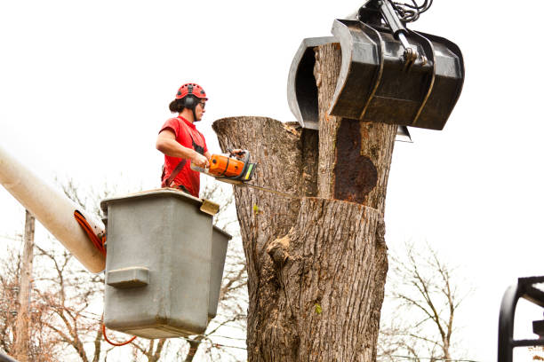 Reliable Puhi, HI Tree Care Solutions